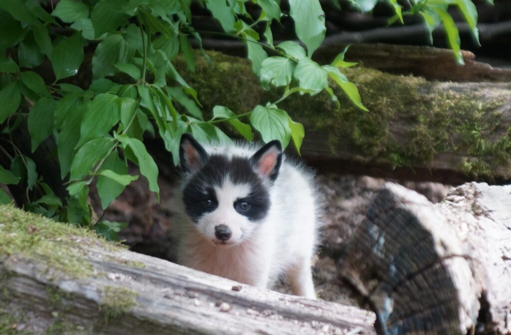 Tierischer Nachwuchs in der Fasanerie 1 250512 Fuchswelpe I